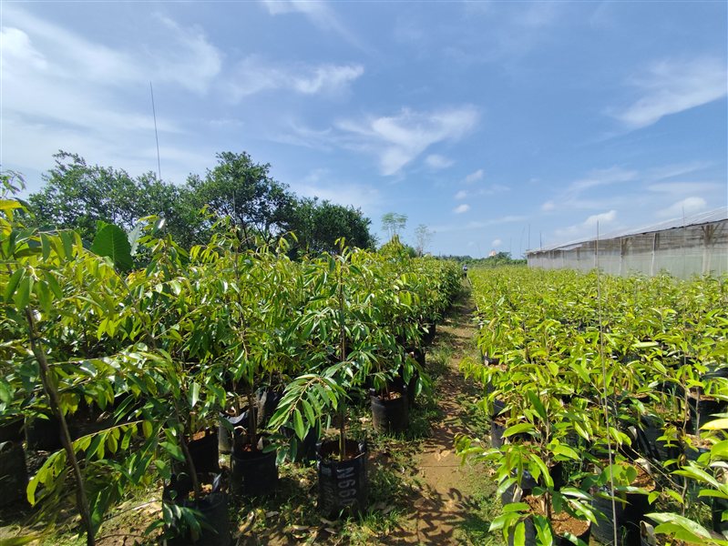 Bibit Durian Duri Hitam Ochee – varietas premium asal Sarawak